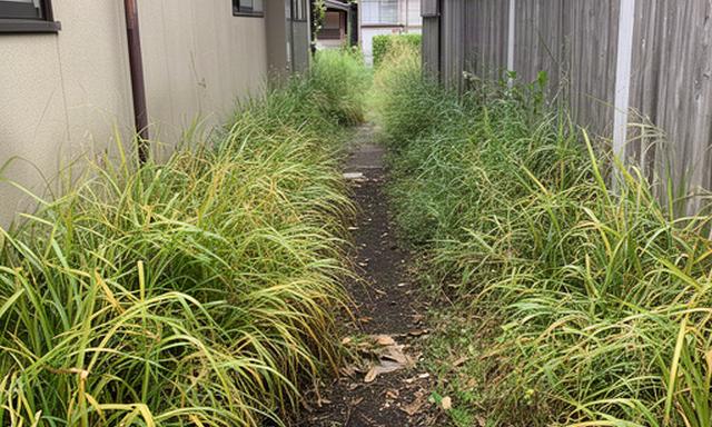 作業前の空き家の庭、建物脇に草が伸びて通路が狭くなった状態