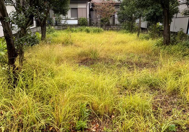 草が伸びて地面を覆った空き家の庭、庭木の足元まで雑草が広がった状態