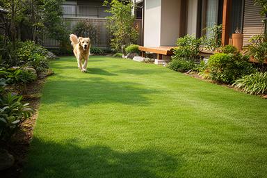 犬が走るスペースを考えて芝生を張り替えた住宅の庭の施工後イメージ