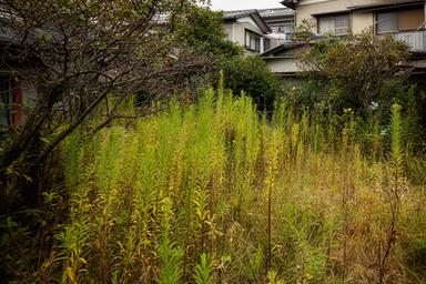 空き家の庭で背の高い雑草や伸びた低木が広がっている施工前イメージ